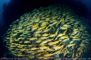 A huge school of jellow snappers by Pietro Cremone 